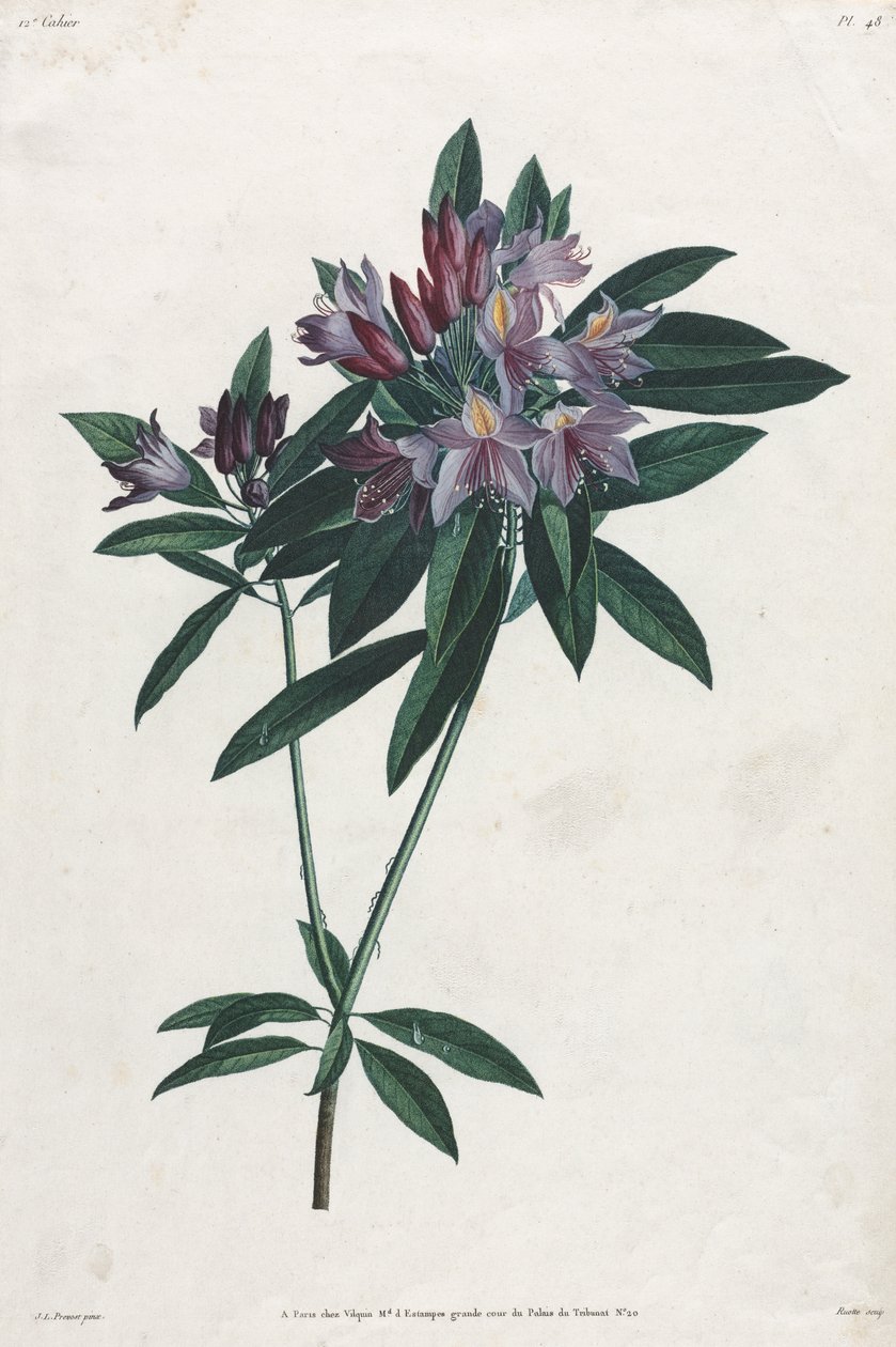 Pontic Rhododendron av Jean Louis Prevost