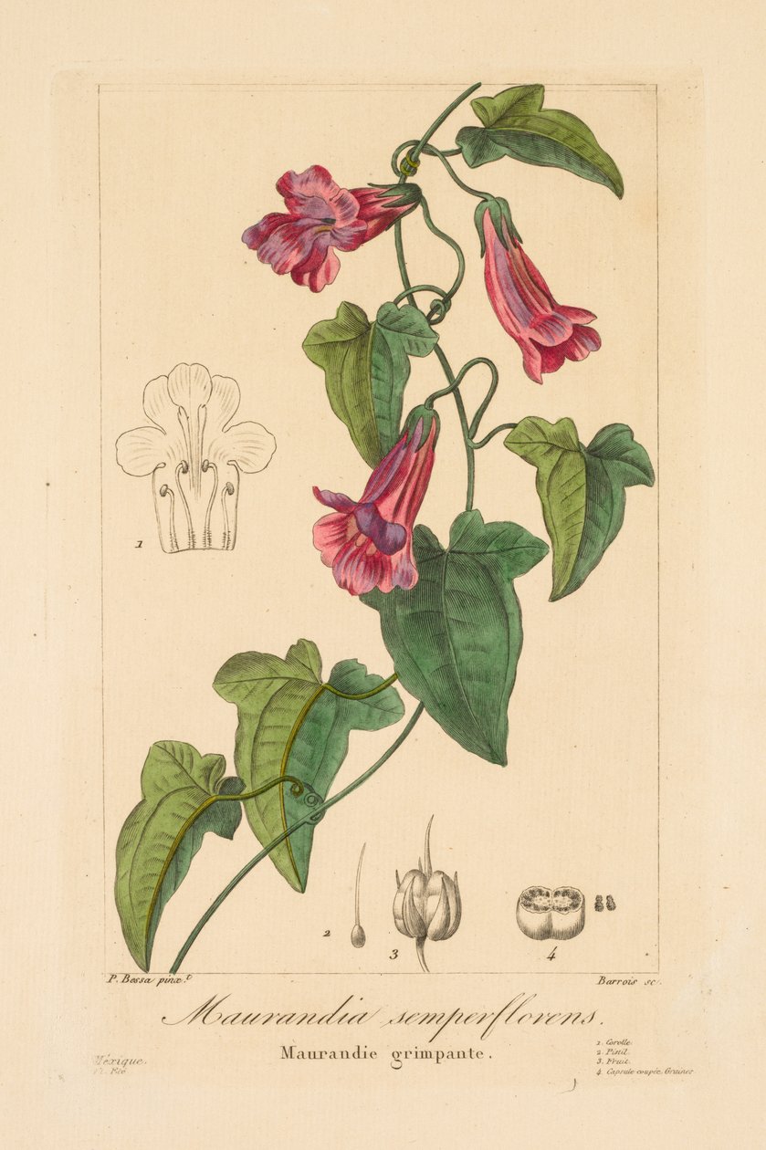 Flora av trädgårdsmästare, amatörer och tillverkare: Maurandia semperflorens, 1836. av Jean Pierre Frederic Barrois