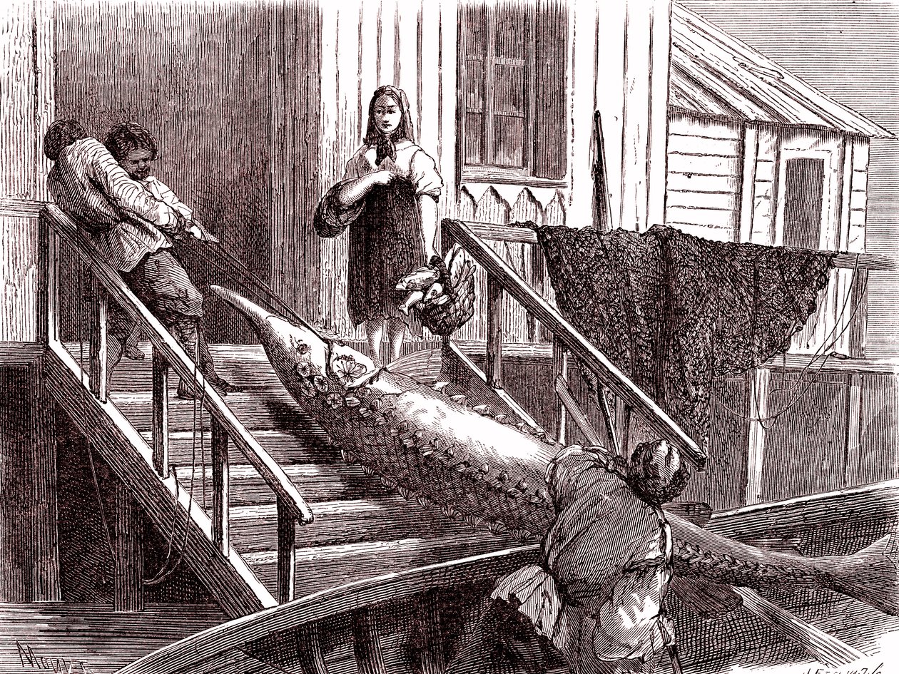 Fiskar stören på floden Volga, Ryssland. 1867 (gravyr) av Jean Pierre Moynet