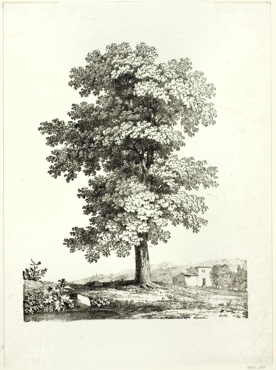 Studie av ett träd av Jean Victor Bertin