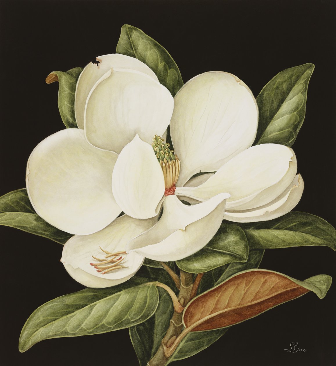 Magnolia Grandiflora, 2003 (wc on paper) av Jenny Barron