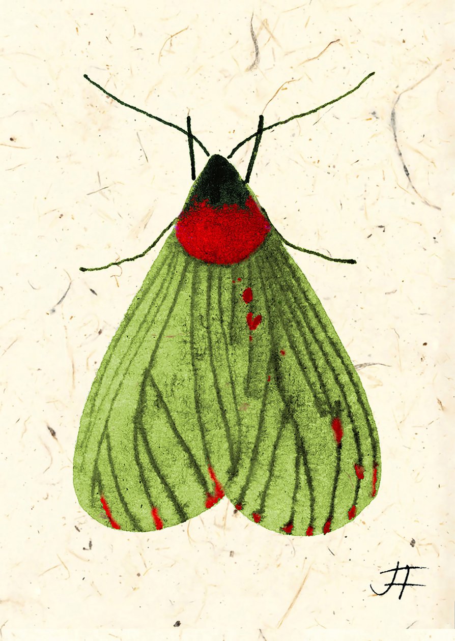 FlyMoth, 2024 (akvarell på papper) av Jenny Frean