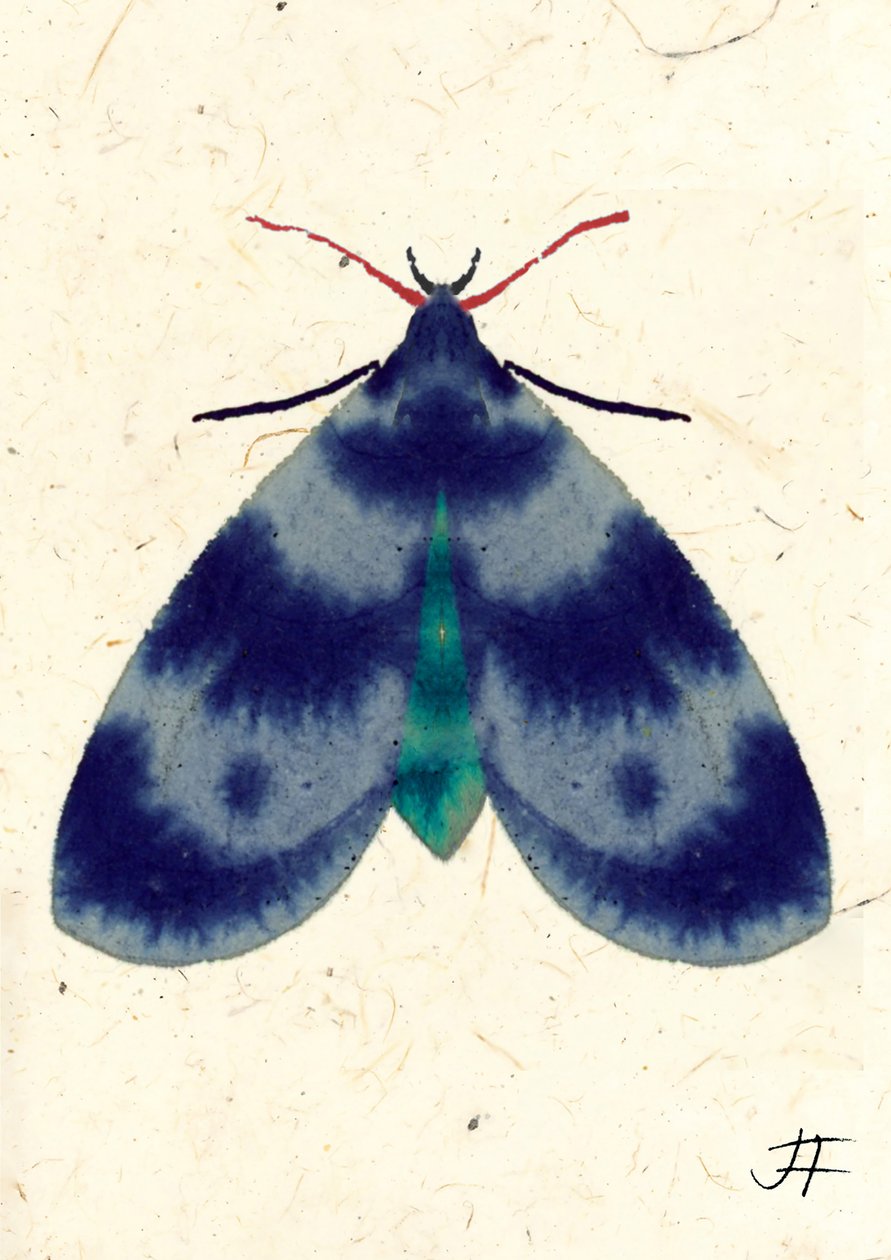 Indigo Moth, 2024 (akvarell på papper) av Jenny Frean