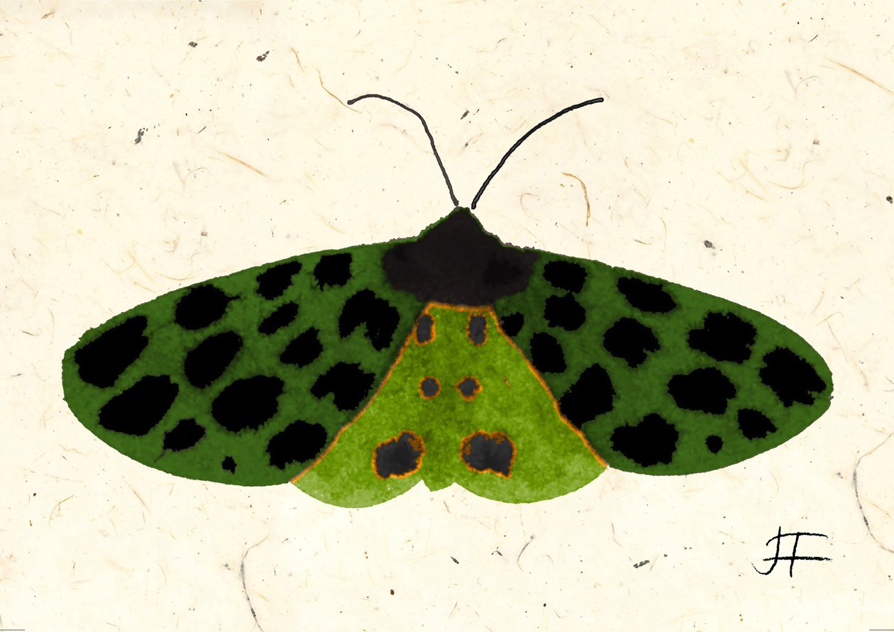 Tiger Moth, 2024 (akvarell på papper) av Jenny Frean