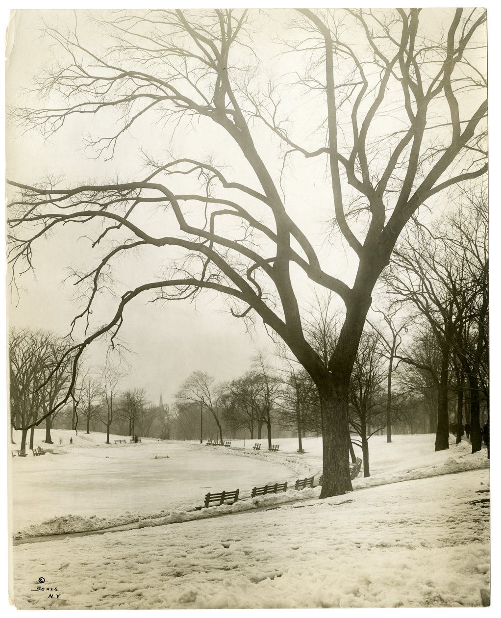 Boston Common & groddamm, vid träd, Boston, USA, ca 1902-10 (foto av gelatinsilver) av Jessie Tarbox Beals