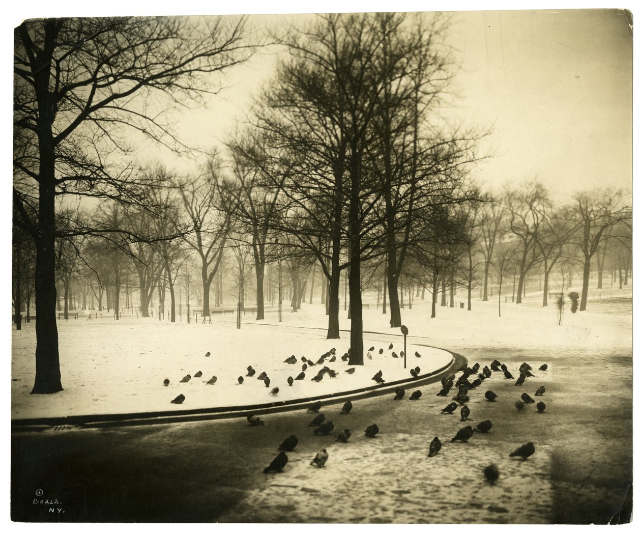 Vanligt med duvor, Boston, USA, ca 1902-10 (foto av gelatinsilver) av Jessie Tarbox Beals