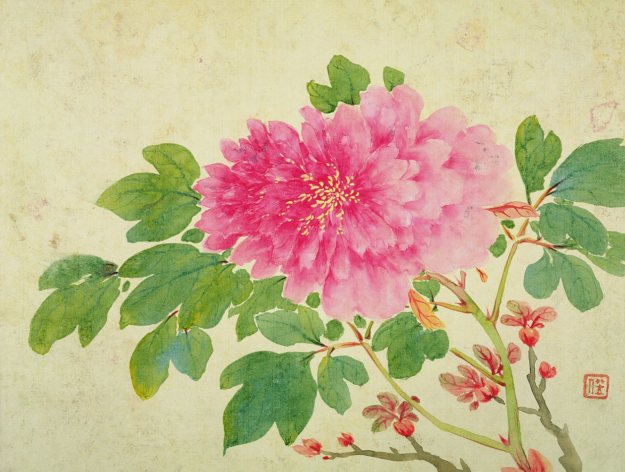Målning av pioner, från albumet med målningar av blommor, frukter, fåglar och djur, ca 1774 (wc på papper) av Jiang Yu