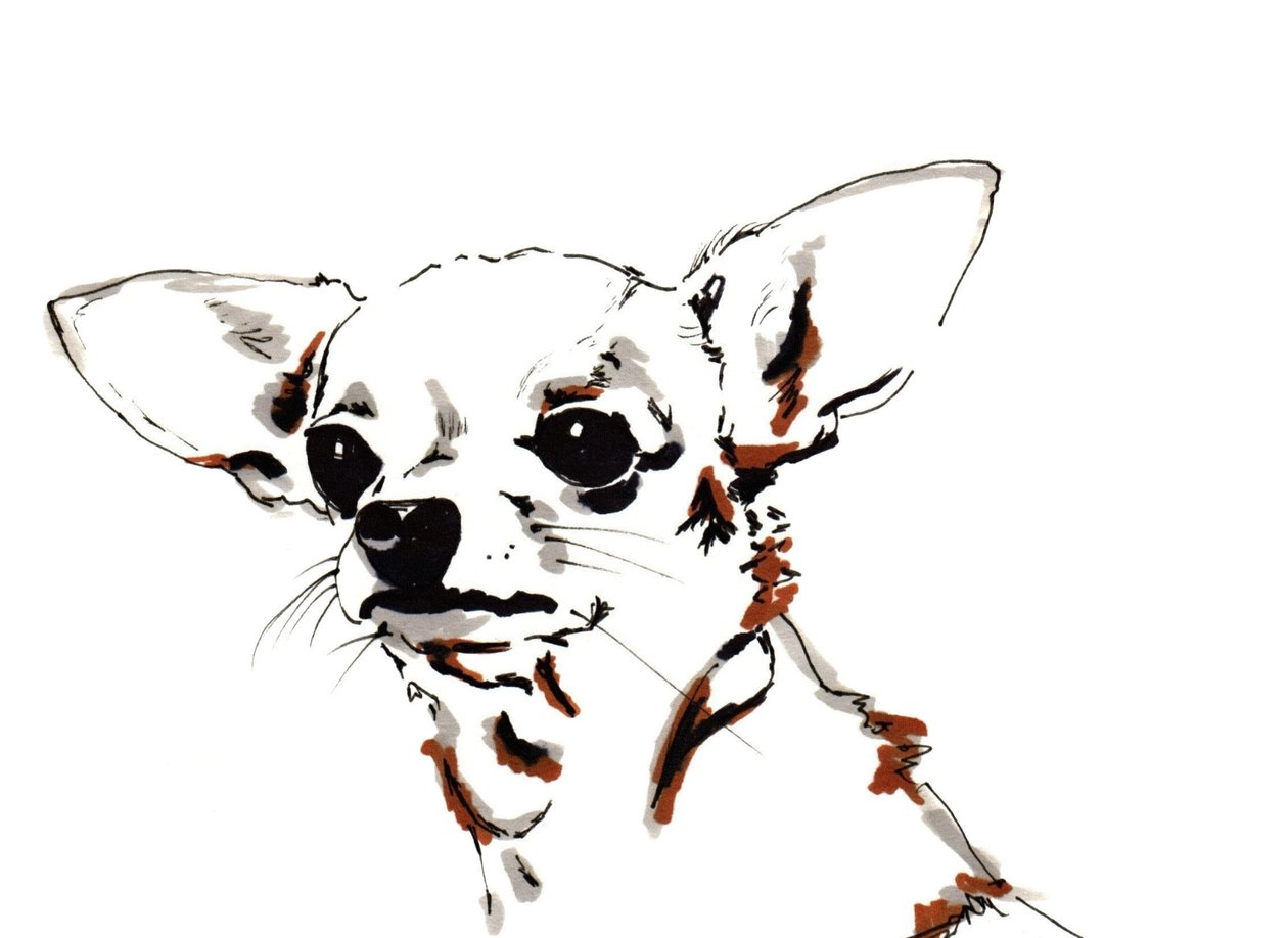 Big Ears the Chihuahua, 2012 (penna, bläck på papper) av Jo Chambers