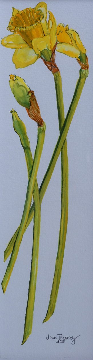 Fyra påsklilja stjälkar 2011 av Joan Thewsey
