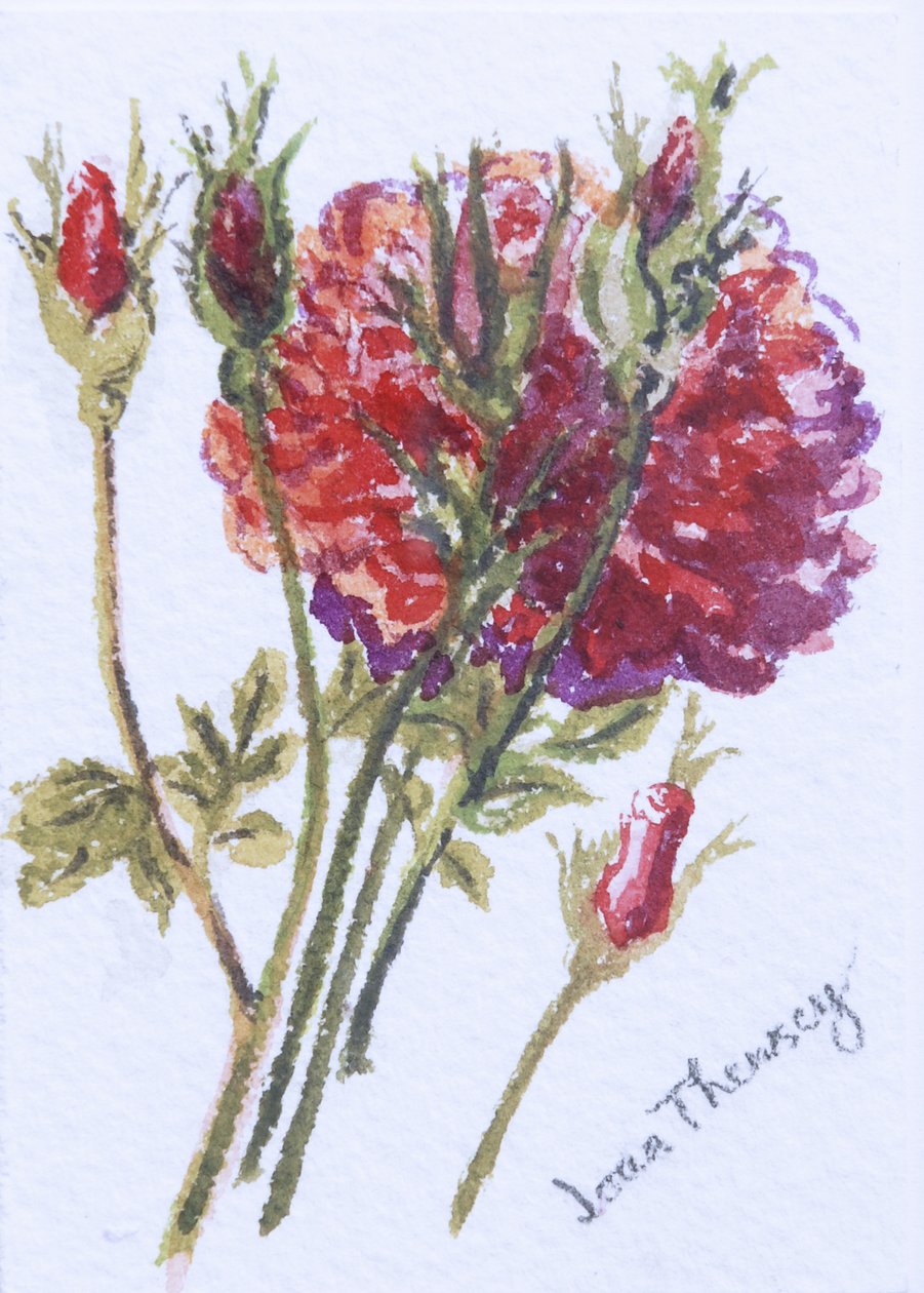 Little Red Roses, 2005, (wc på handgjord vattenfärgstavla) av Joan Thewsey