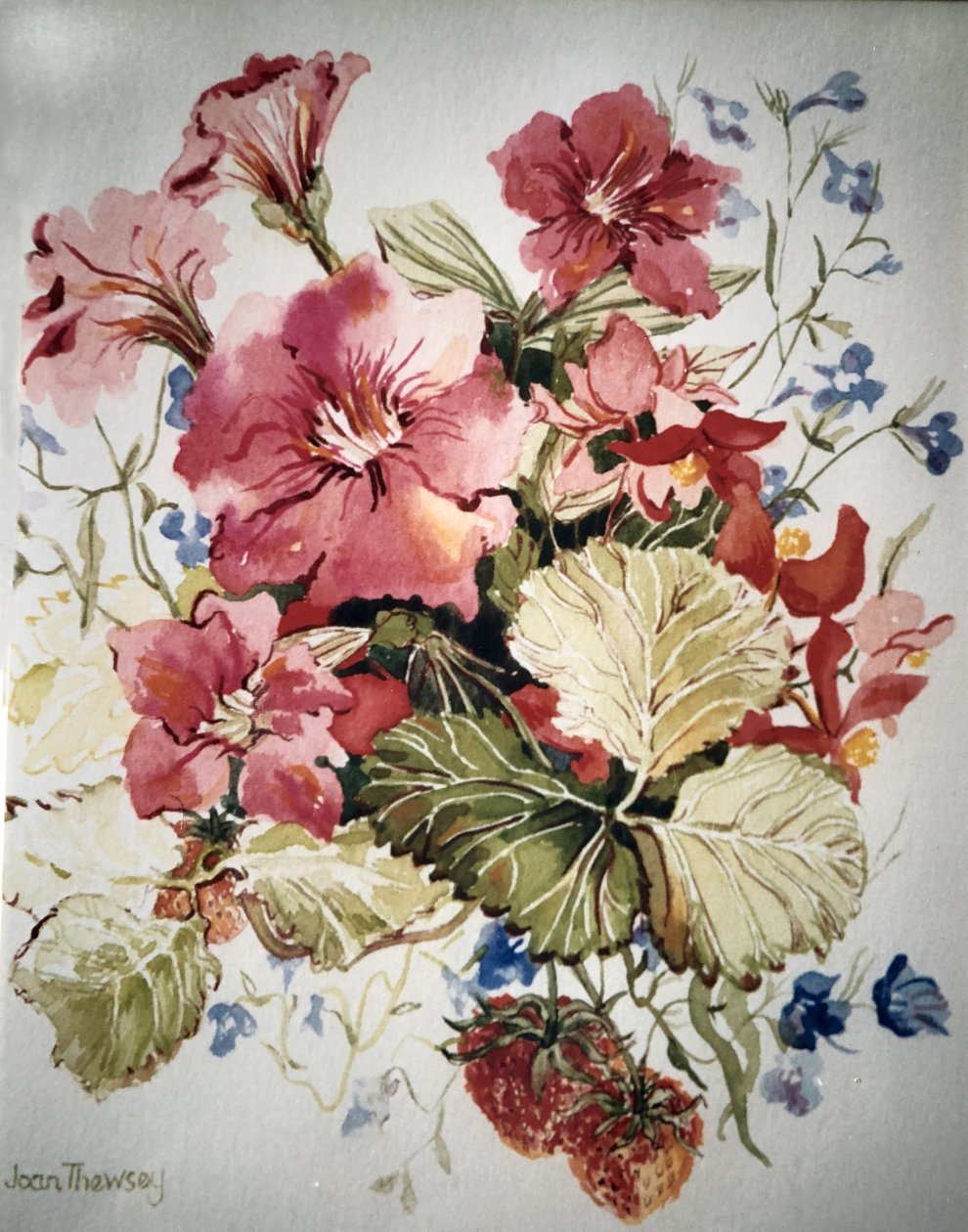 Petunior, Lobelias, Begonia och Jordgubbar i en terrasskruka, av Joan Thewsey
