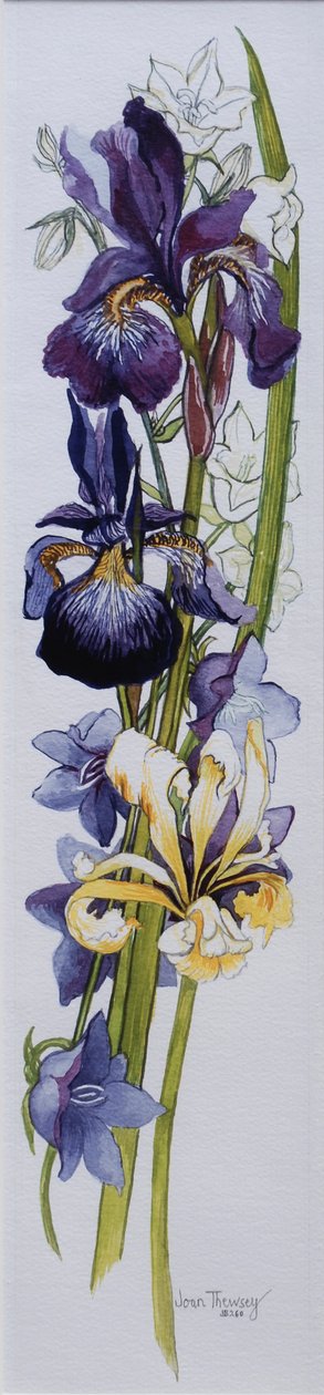 Lila och gula iris med vita och lila Campanulas, 2013, wc på handgjort papper av Joan Thewsey