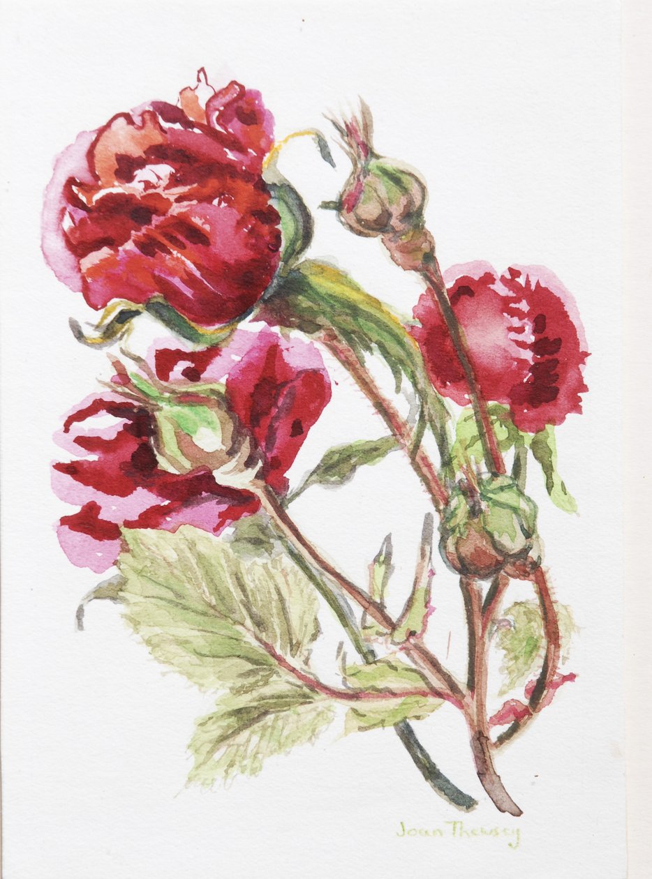 Red Rose Spray, 2001, (wc på handgjord vattenfärgstavla) av Joan Thewsey