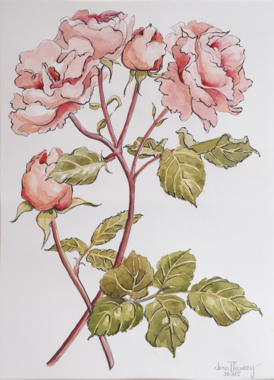 Roses,Abraham Derby, 2012,(penna och akvarell på handgjort papper) av Joan Thewsey