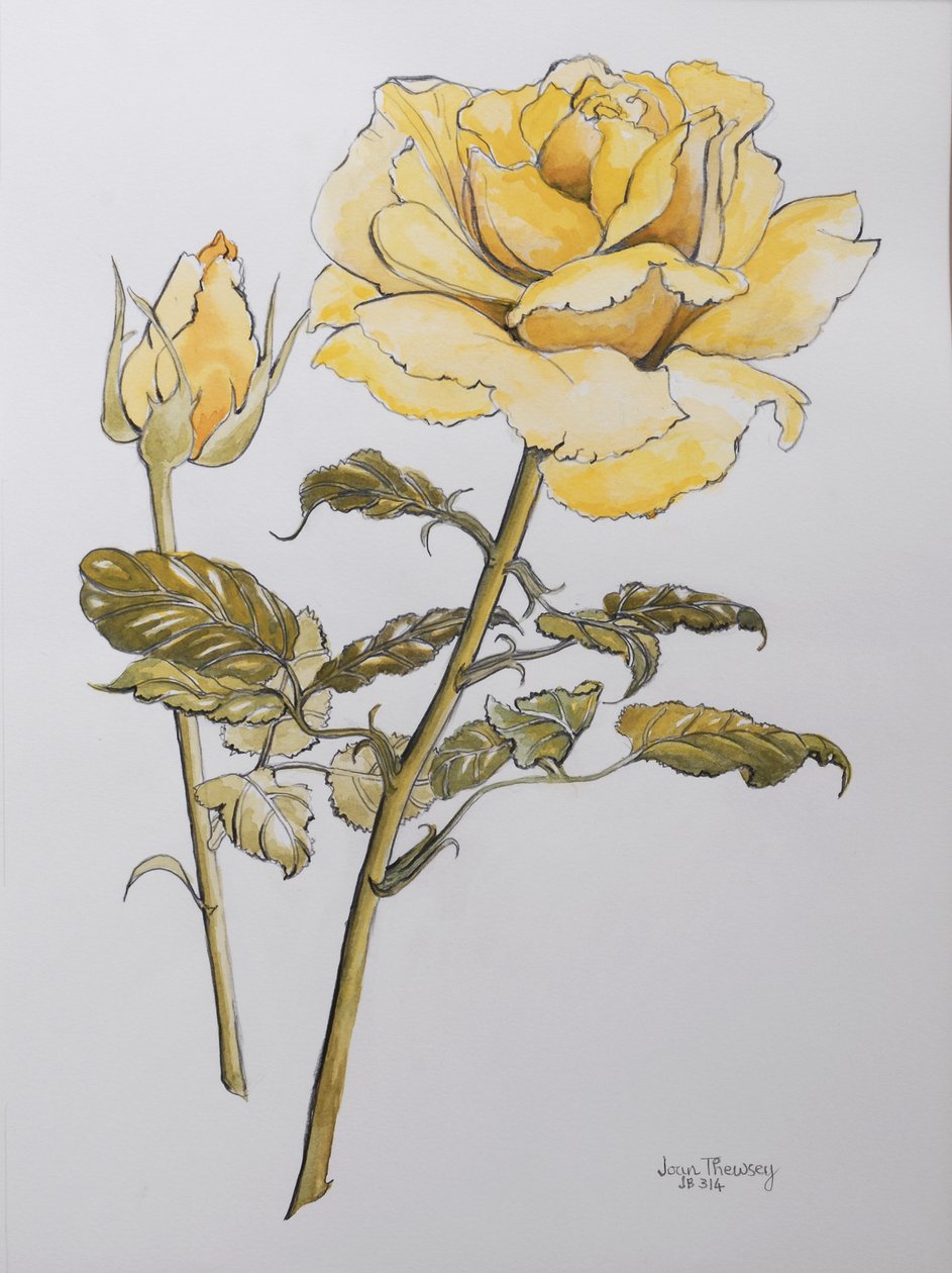 Gul ros med blad med knopp, 2012, penna och (wc på handgjort papper) r av Joan Thewsey