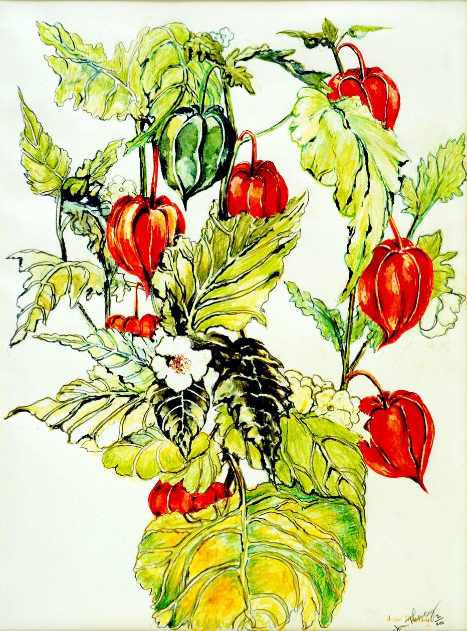 Chinese Lantern Spray, 2005, (vattenfärg) av Joan Thewsey