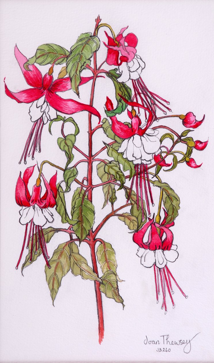 Fuchsior, 2000, penna med vattenfärg av Joan Thewsey