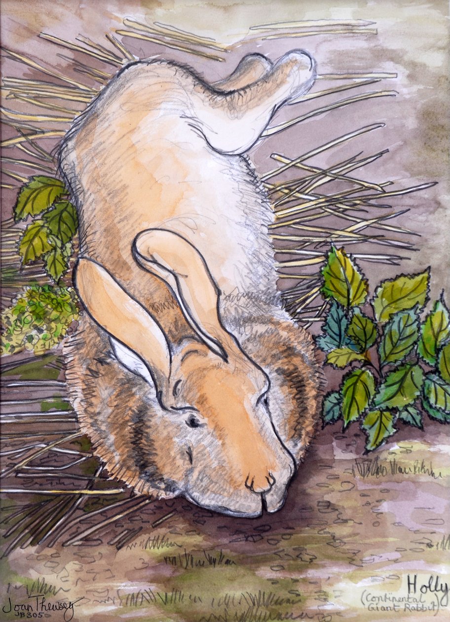 Holly, the Giant Continental Rabbit, 2002, (penna och akvarell) av Joan Thewsey