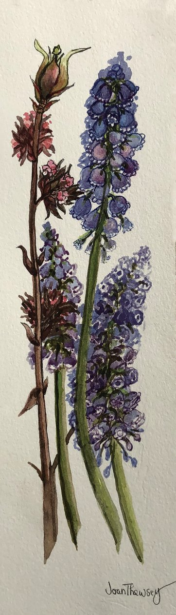 Muscari och Viburnum bodnantense (akvarell) av Joan Thewsey