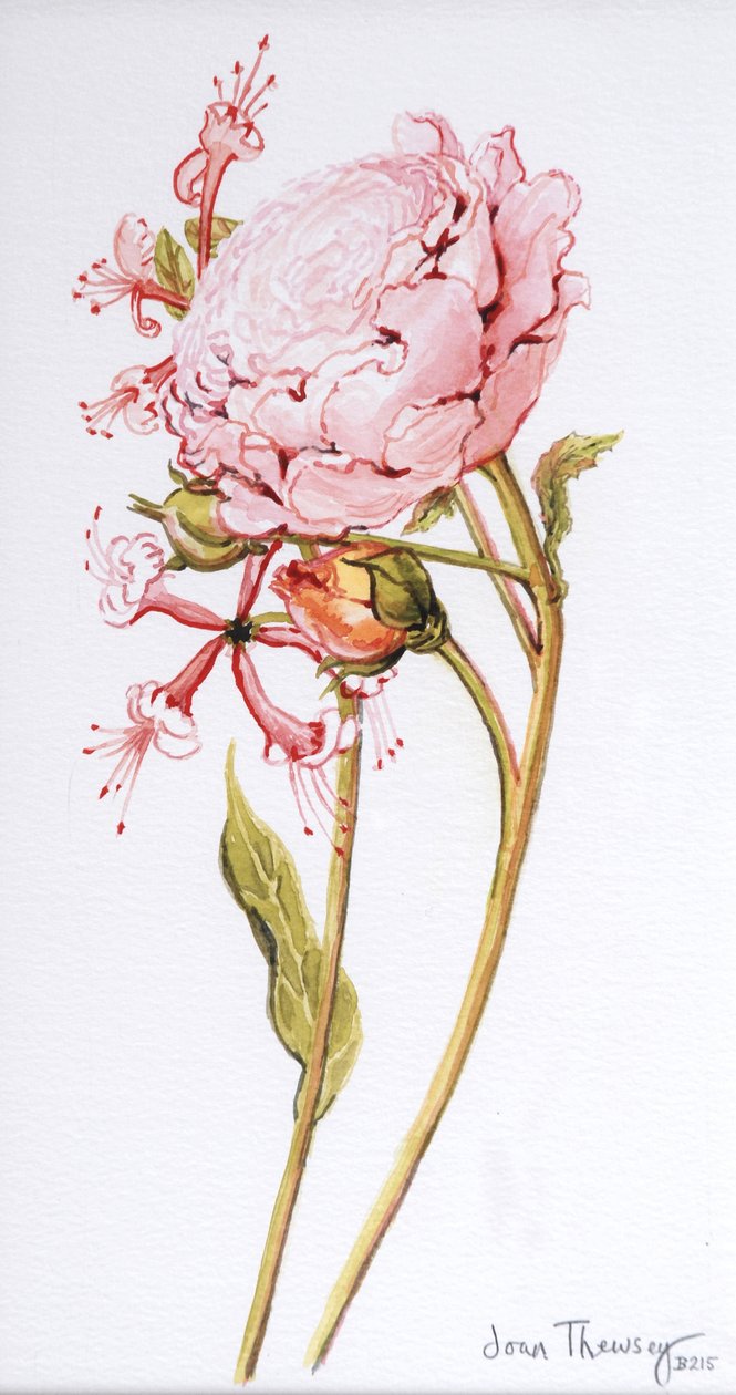 Rosa ros, Abraham Derby med kaprifolje, 2008 av Joan Thewsey