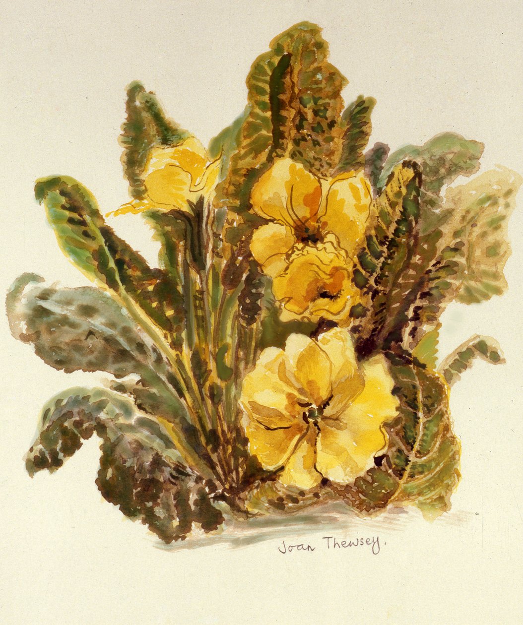 Primrose, 2010, vattenfärg på handgjort papper, av Joan Thewsey