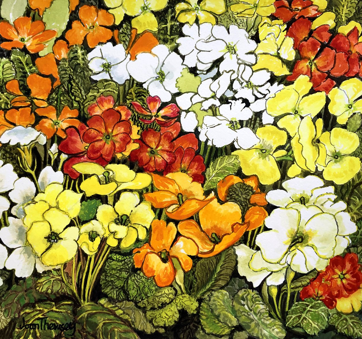 Primrose Border, vit, gul, orange och röd primula (akvarell) av Joan Thewsey