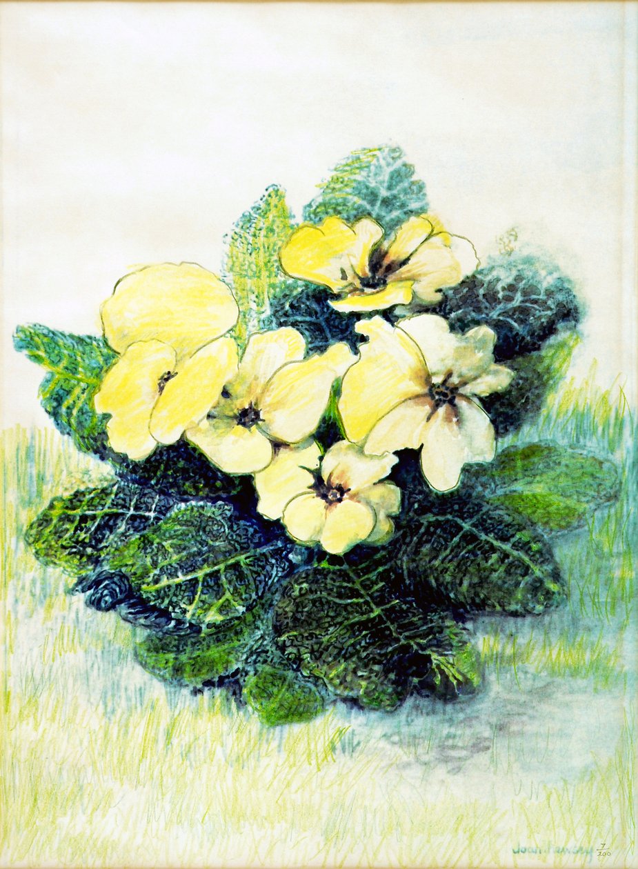 Primrose Pale Yellow, 2005 (vattenfärg) av Joan Thewsey