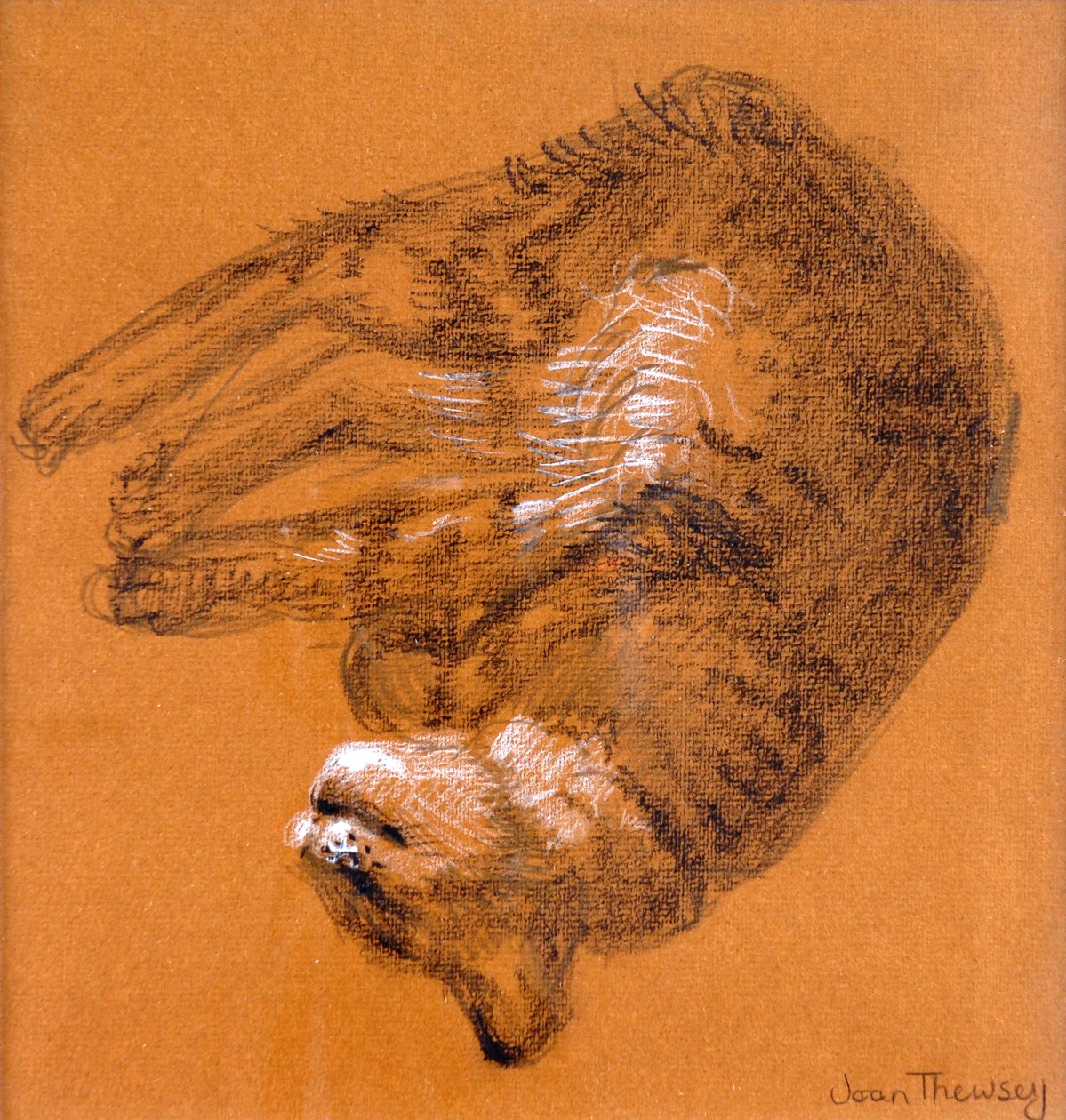 Sleeping Tabby Cat, 2005, (grafit och vit pastell) av Joan Thewsey