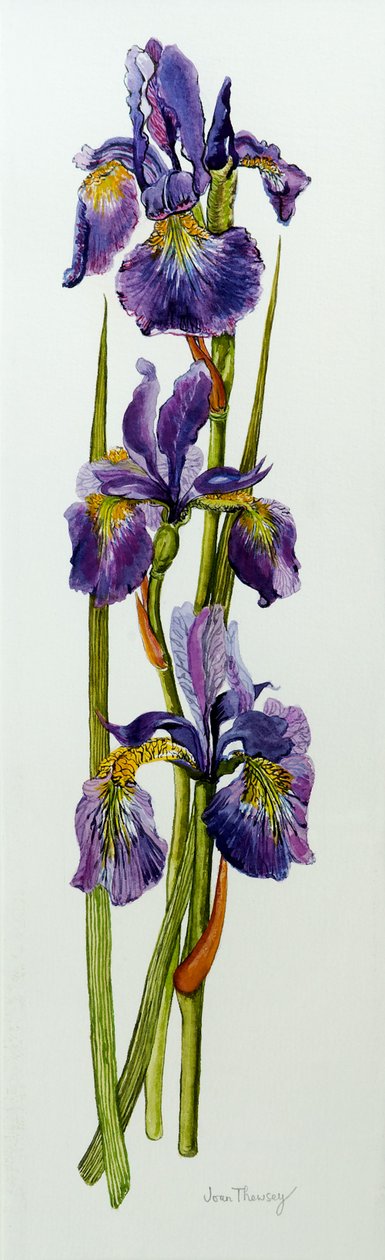 Tre iris med löv, 2010, akvarell av Joan Thewsey