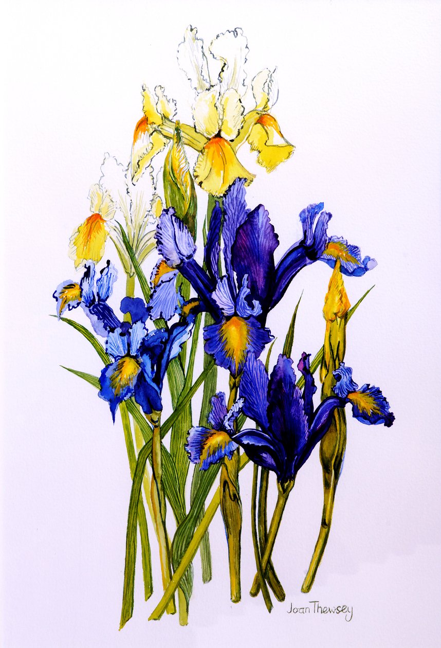 Tre lila och två gula iris med knoppar, 2010, akvarell av Joan Thewsey