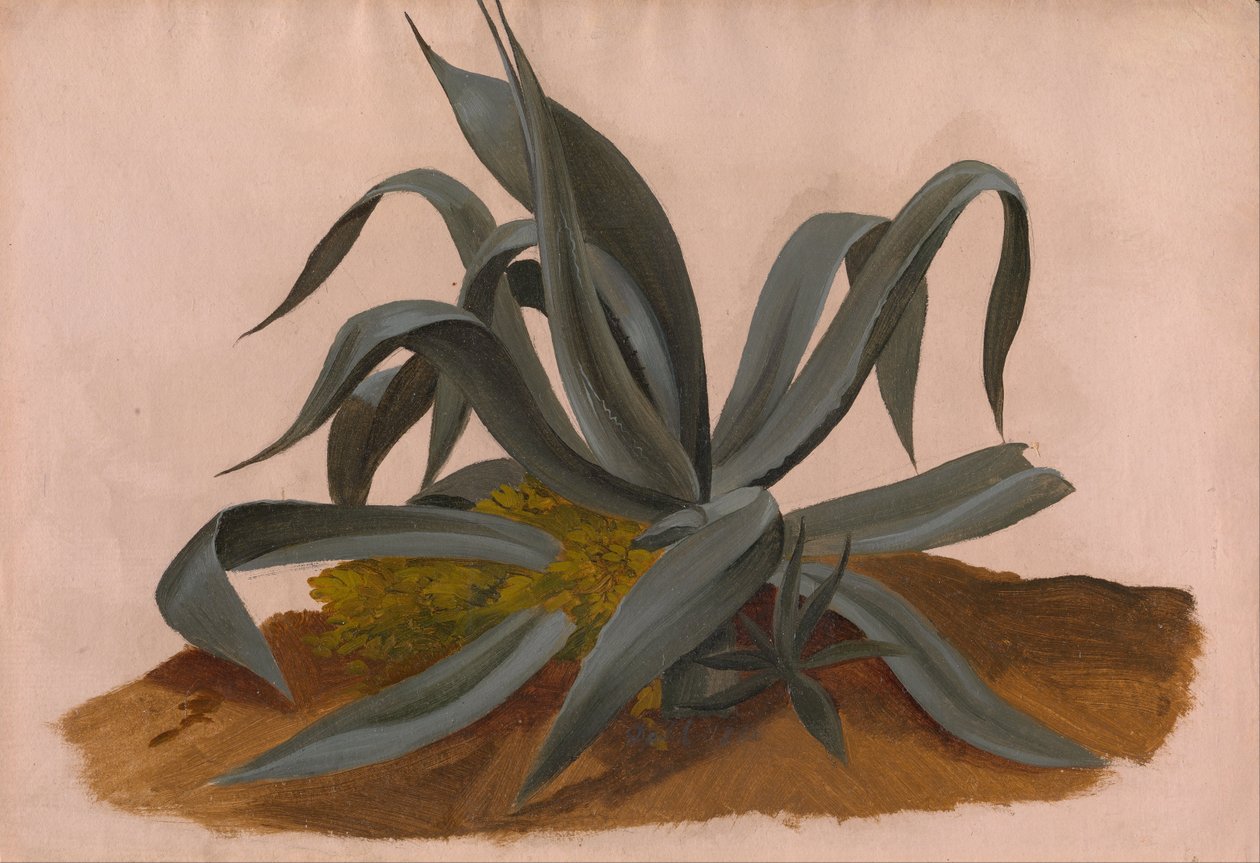 Studie av en agave av Johan Christian Dahl