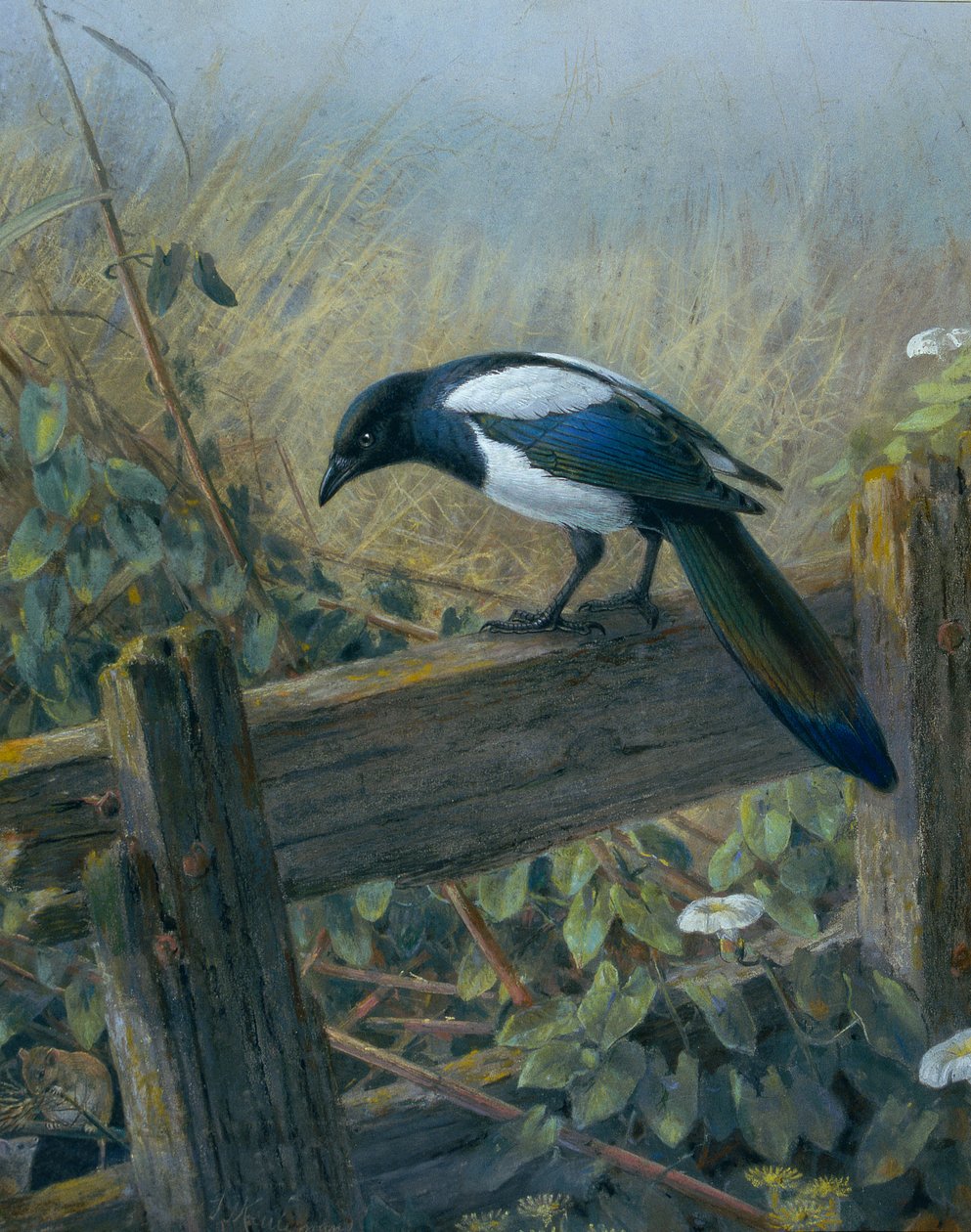 Elritsan av Johan Gerard Keulemans