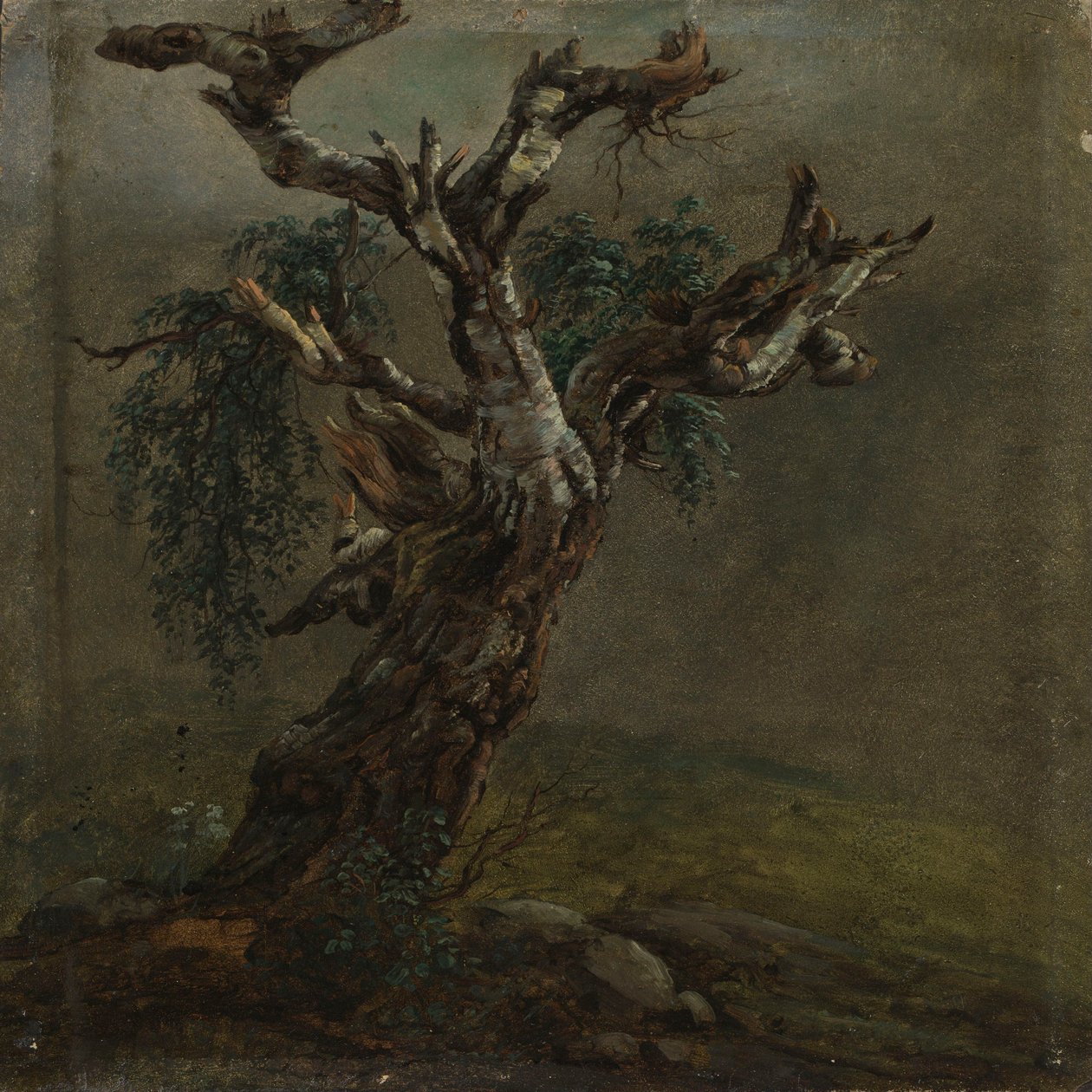 En knölig björkstam. Studie av Johan Christian Dahl