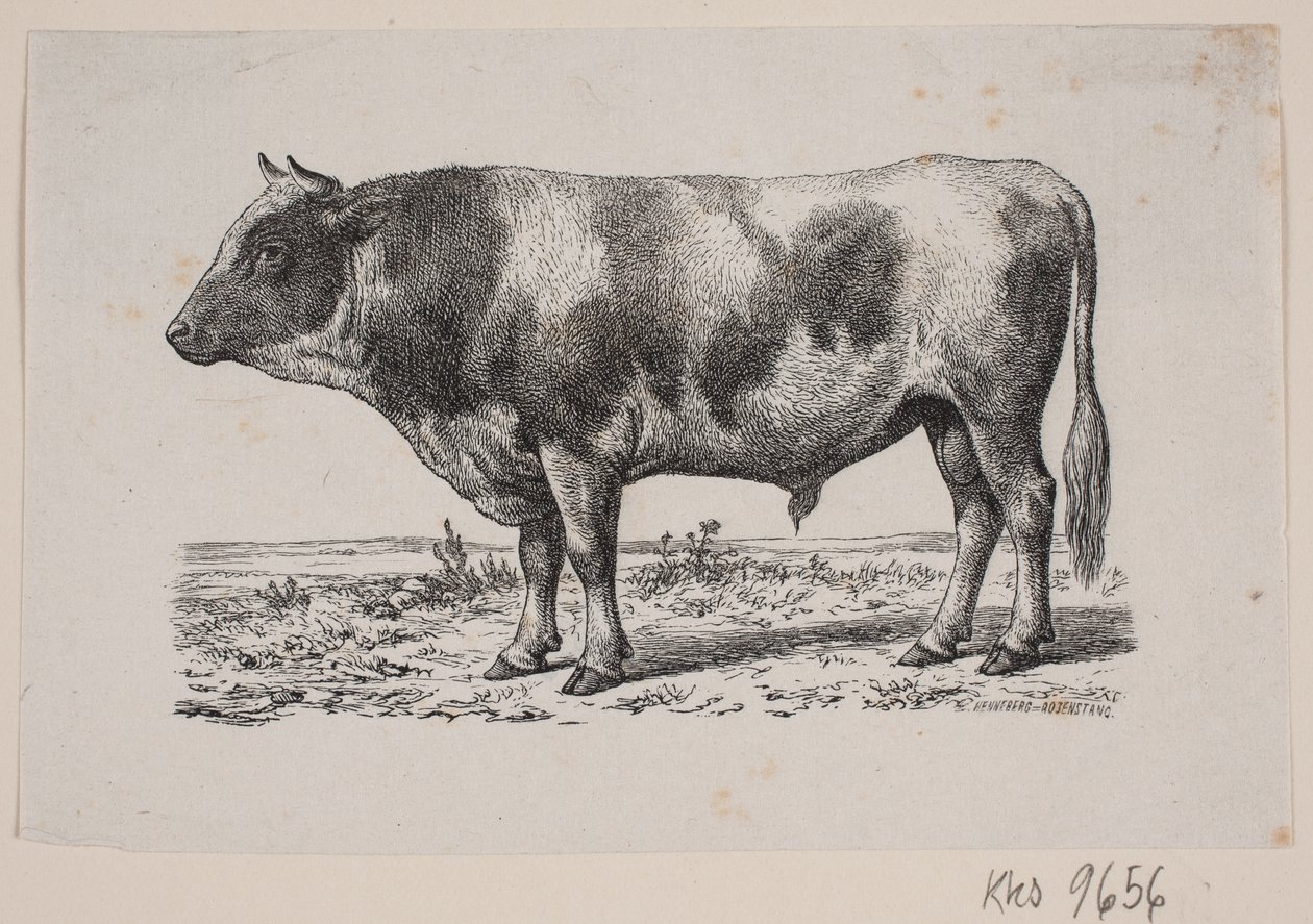 En tjur av Johan Frederik Rosenstand