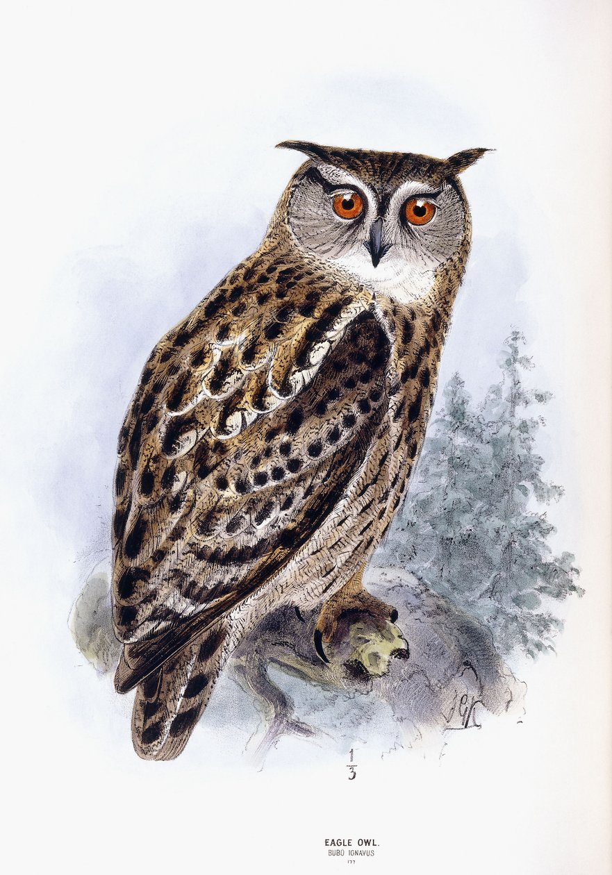 Örn uggla av Johan Gerard Keulemans