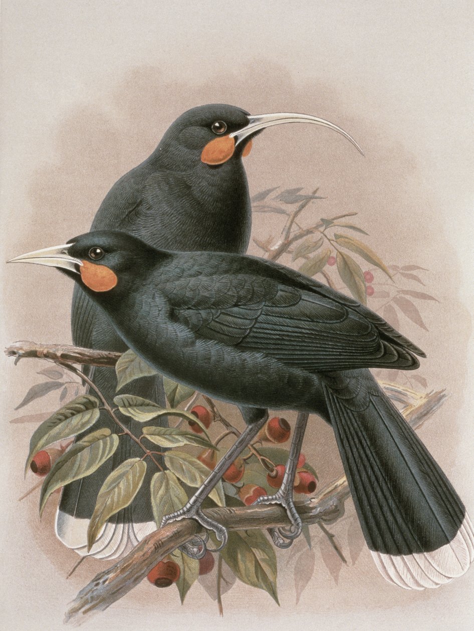 Huia, illustration från "A History of the Birds of New Zealand" av W.L. Buller, 1887-88 (chromolitho) av Johan Gerard Keulemans