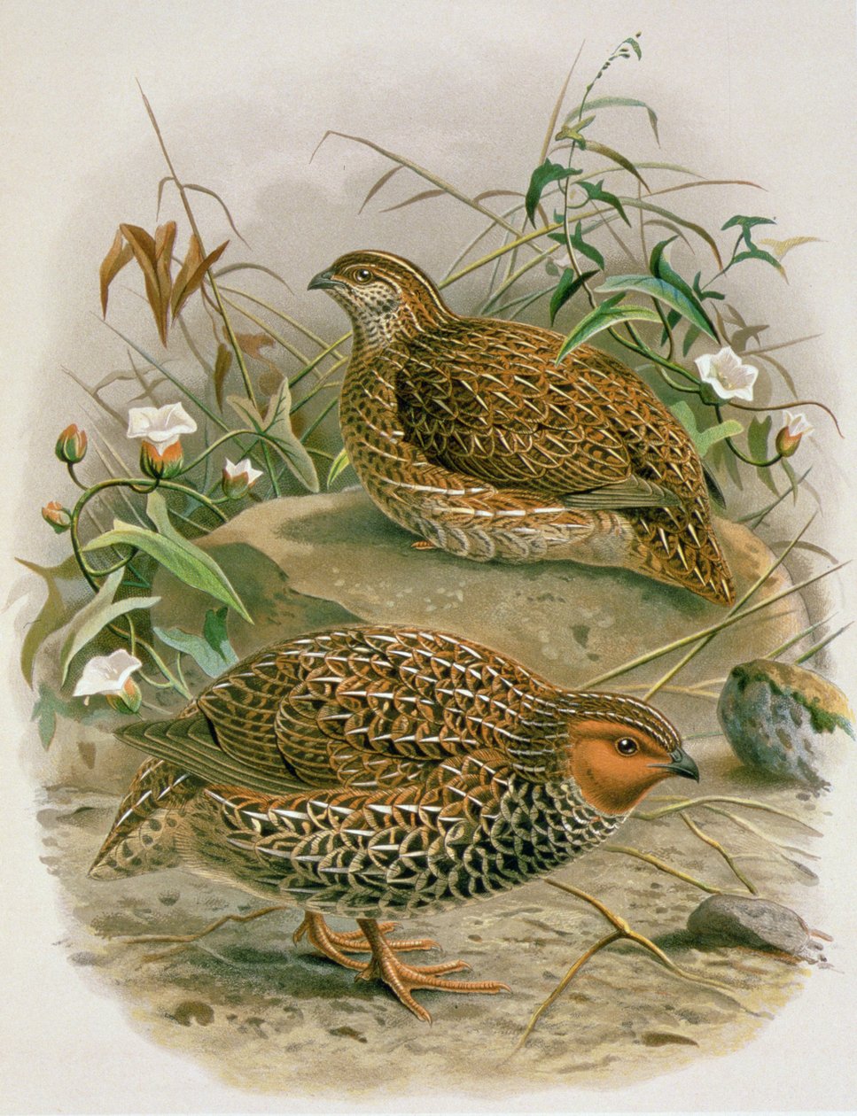 Nya Zeeländsk vaktel, illustration från "A History of the Birds of New Zealand" av W.L. Buller, 1887-88 (kromolit) av Johan Gerard Keulemans
