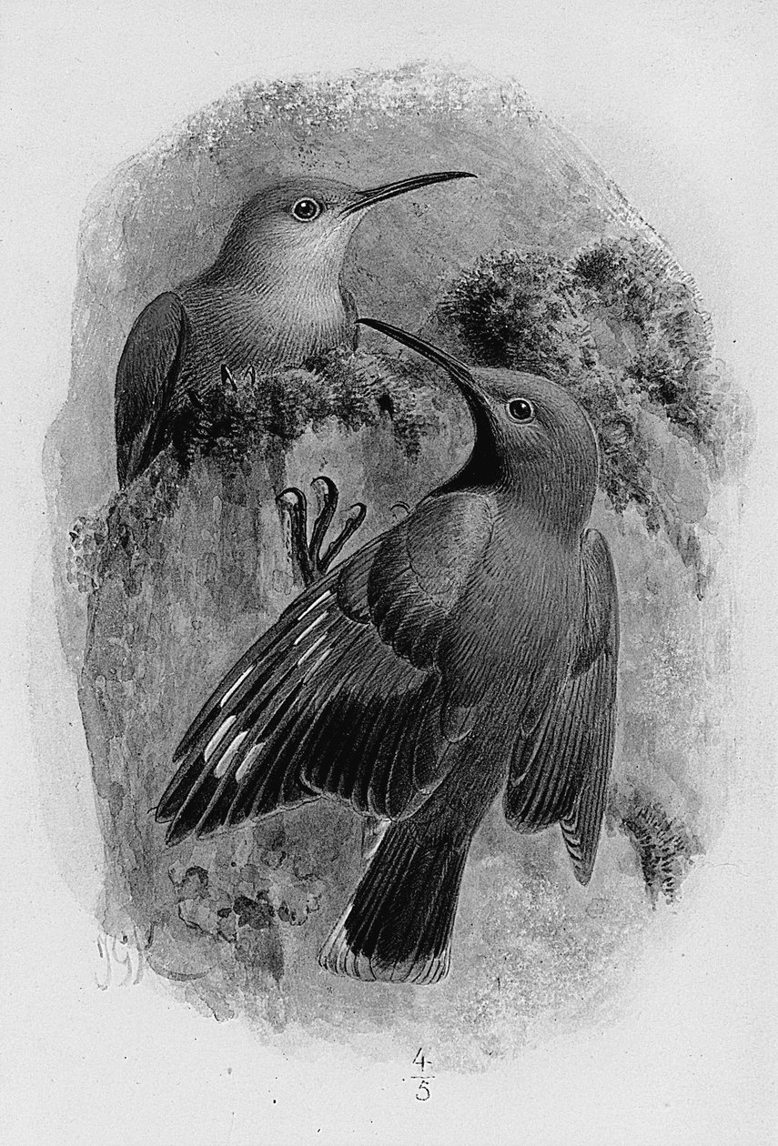 Ett par wallcreepers av Johan Gerard Keulemans