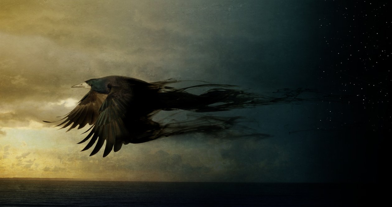 Bird Kingdom 2, 2018 (fotokonst) av Johan Lilja