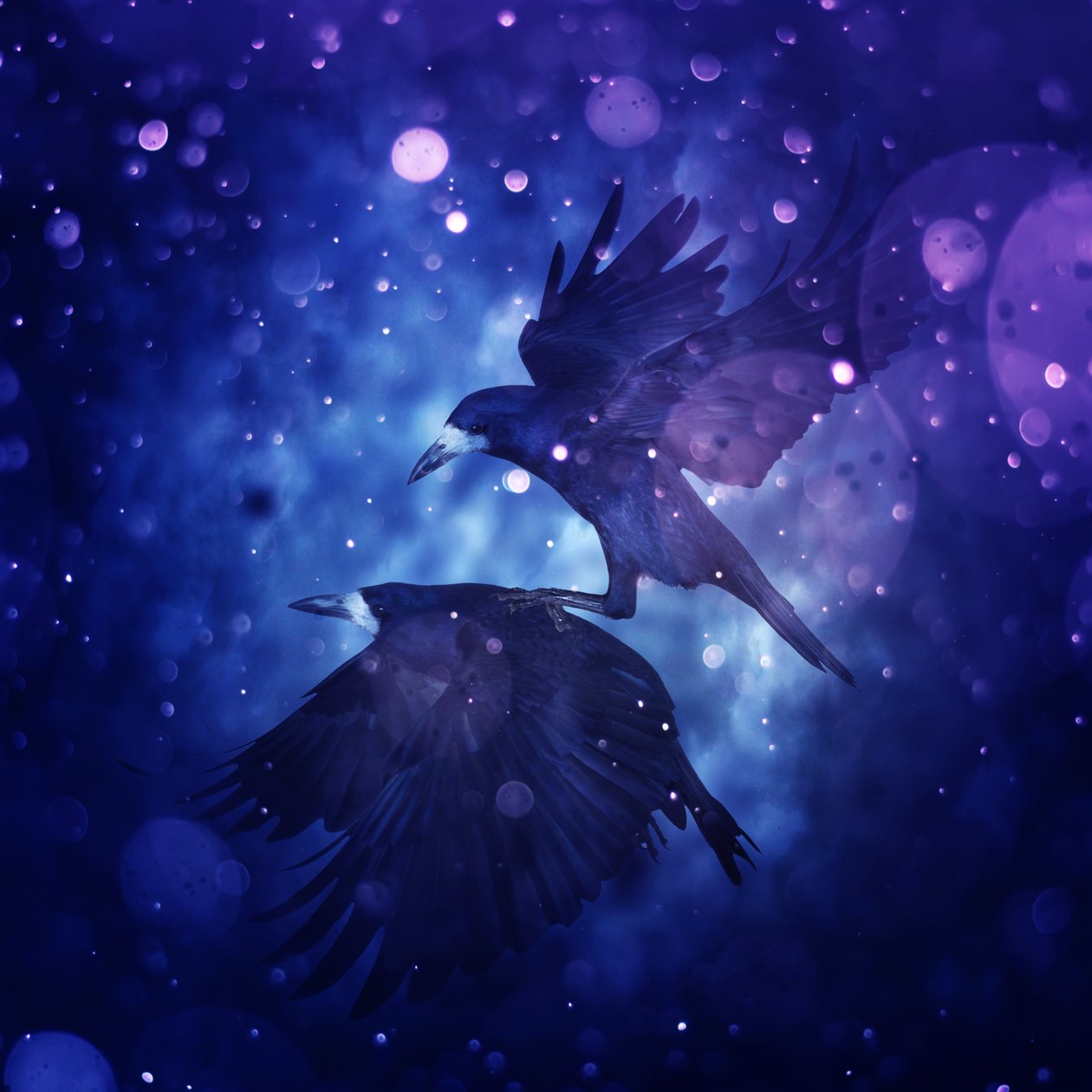 Bird Kingdom 3, 2018 (digital fotokonst) av Johan Lilja