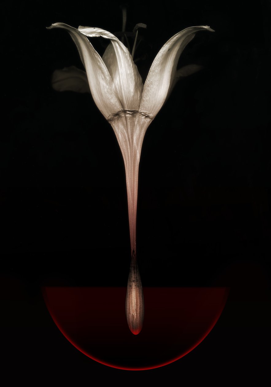 Blödande lilja, 2013 (fotografi) av Johan Lilja