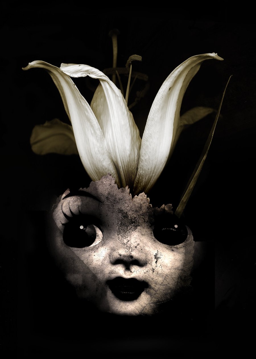 Dockblomma, 2013 (fotografi) av Johan Lilja