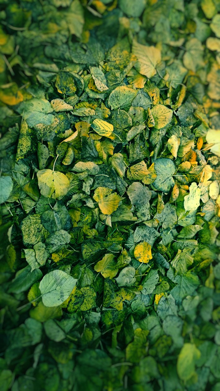 Leaf, 2018 (fotomanipulation) av Johan Lilja