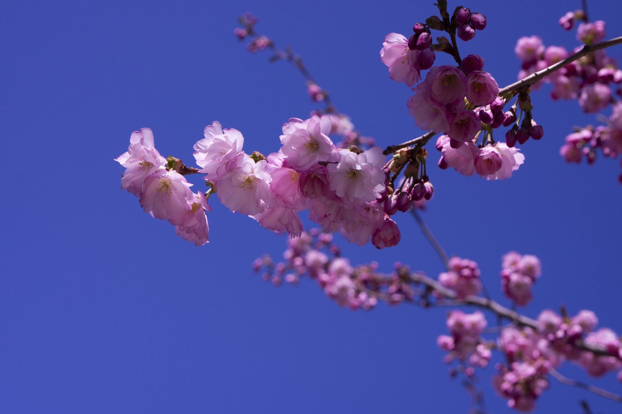 Lilac, 2018 (fotografi) av Johan Lilja