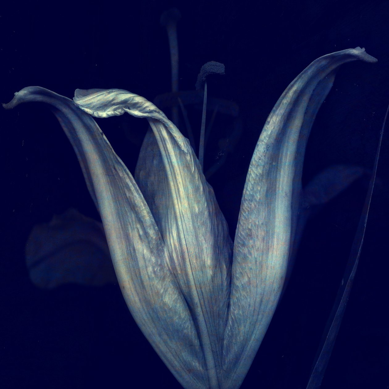 Lily 1, 2018 (digital fotokonst) av Johan Lilja