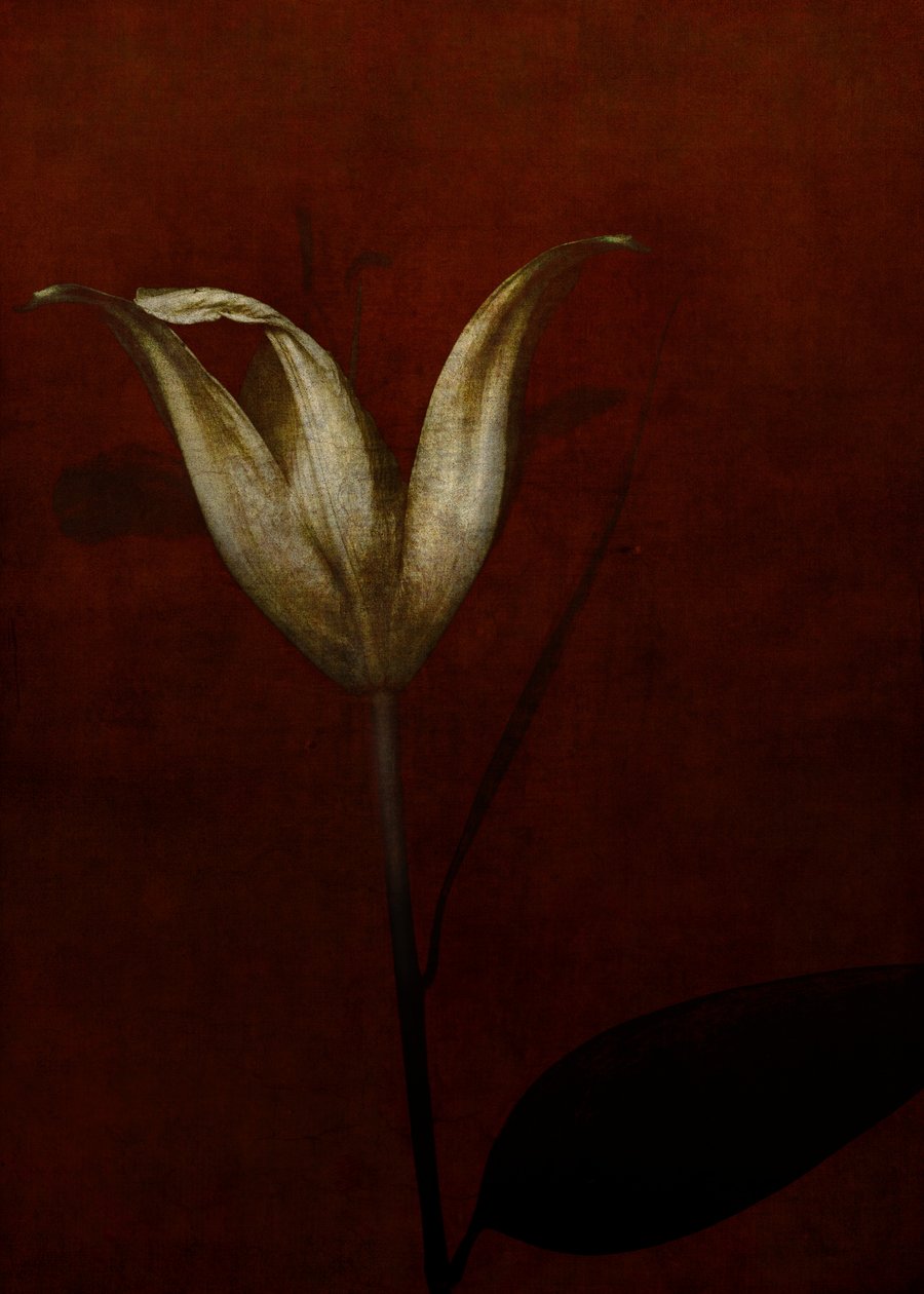 Lily, 2015 (digital fotokonst) av Johan Lilja