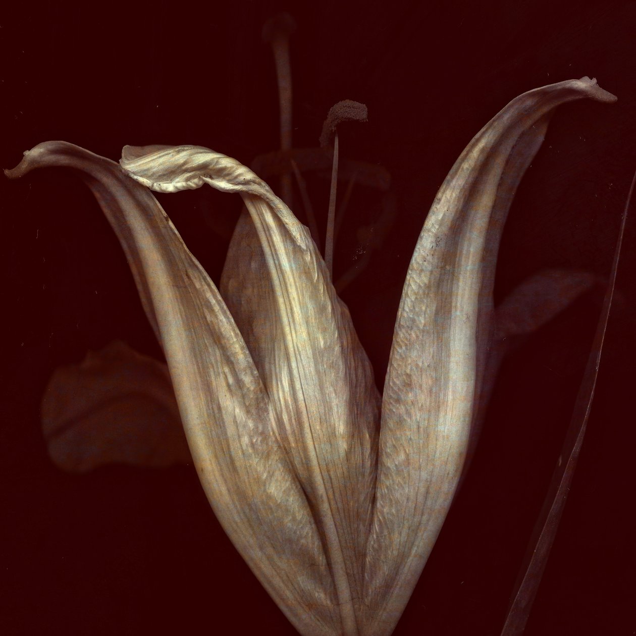 Lily 2, 2018 (digital fotokonst) av Johan Lilja