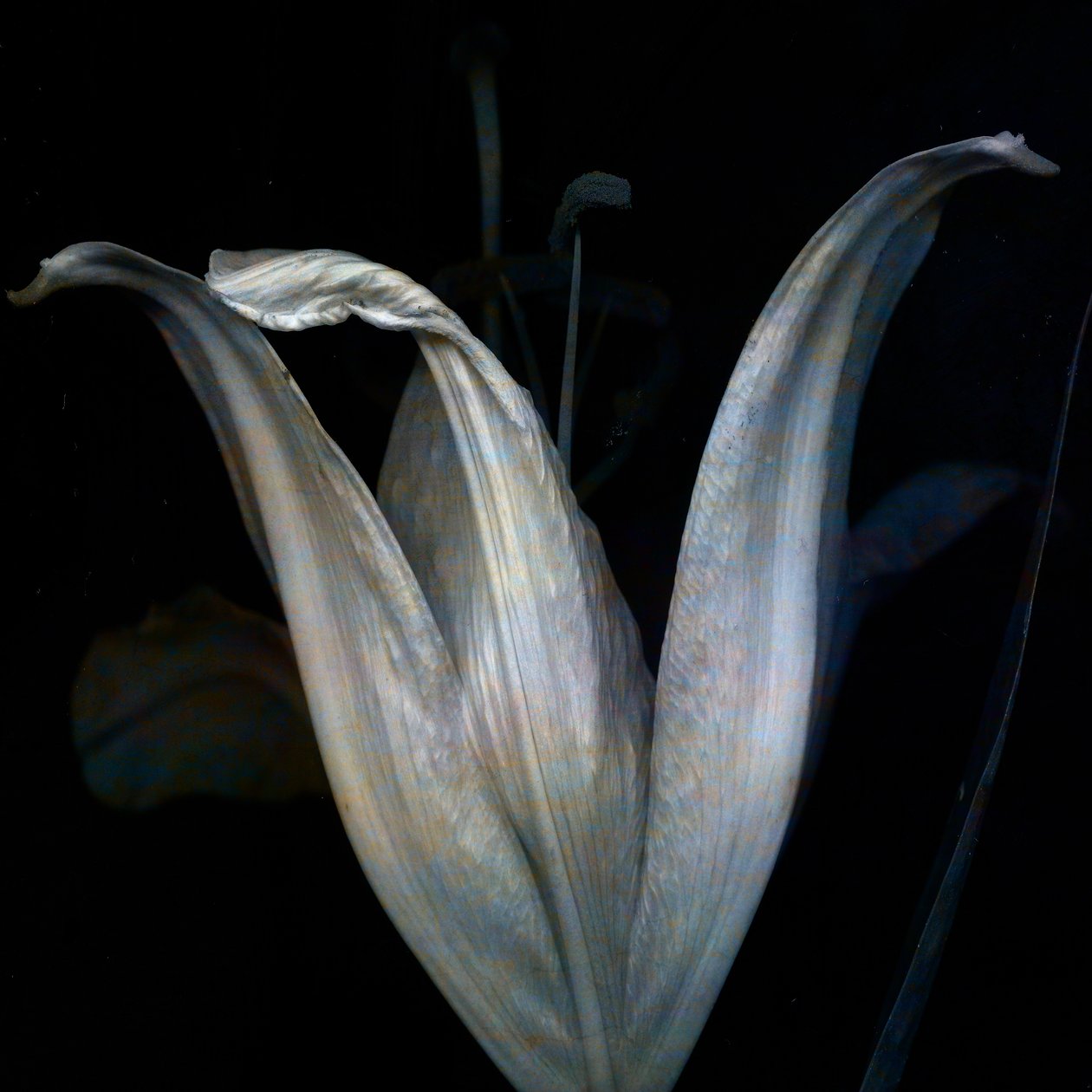 Lily 3, 2018 (digital fotokonst) av Johan Lilja