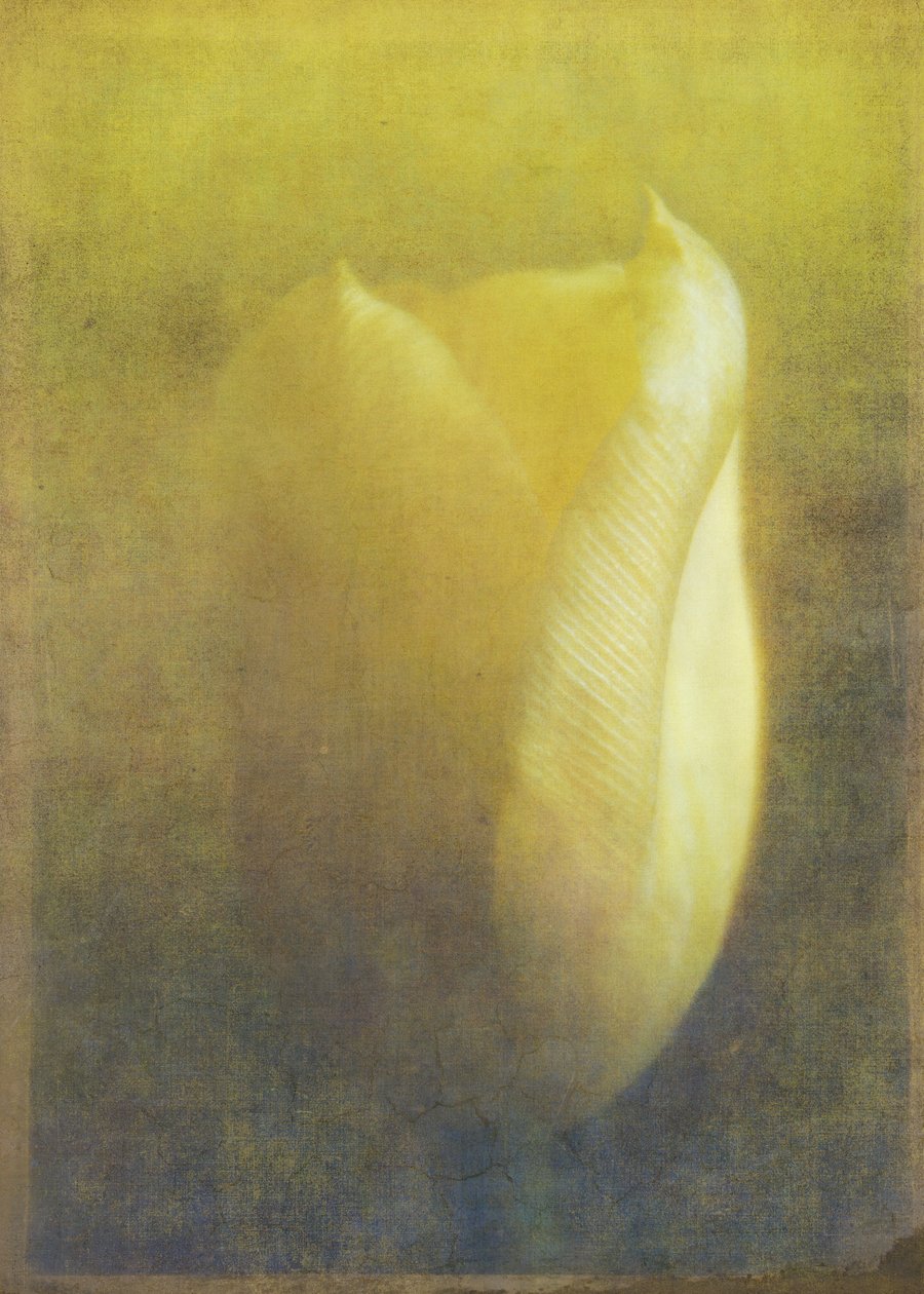 Tulip, 2015 (digital fotokonst) av Johan Lilja
