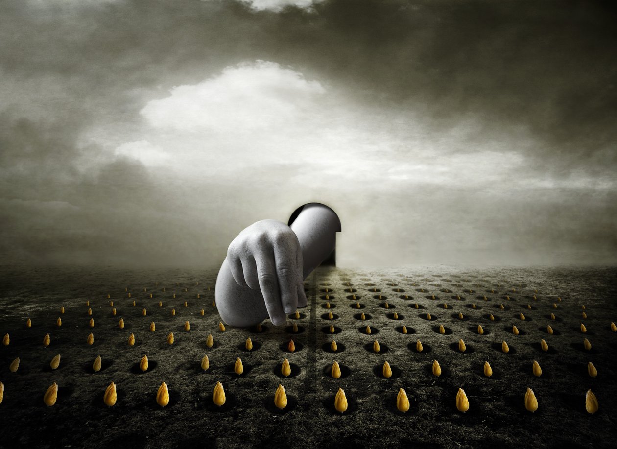 Tulip thief, 2013 (fotografi) av Johan Lilja